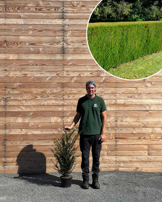 Eibe (Taxus baccata) Hecke