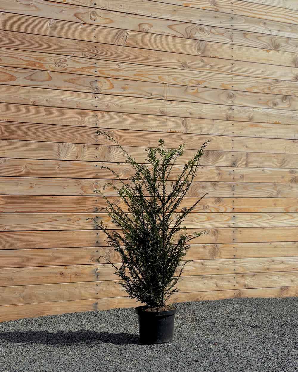Eibe (Taxus baccata) Hecke