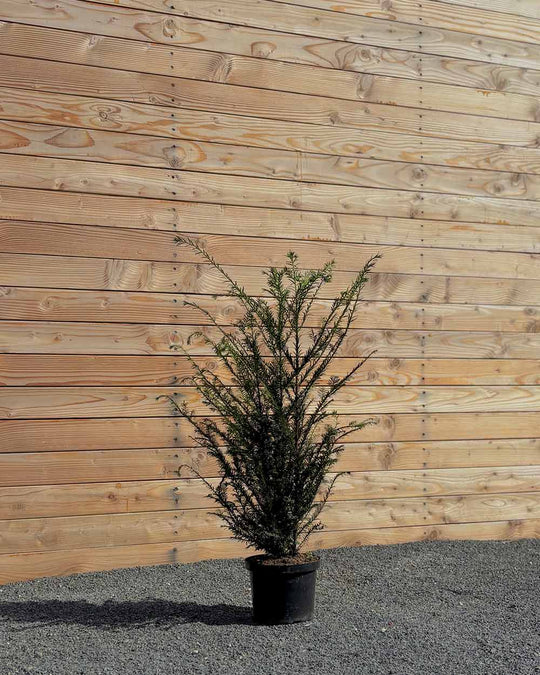 Eibe (Taxus baccata) Hecke