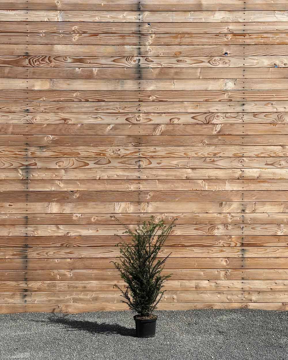 Eibe (Taxus baccata) Hecke