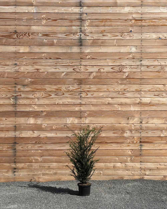 Eibe (Taxus baccata) Hecke