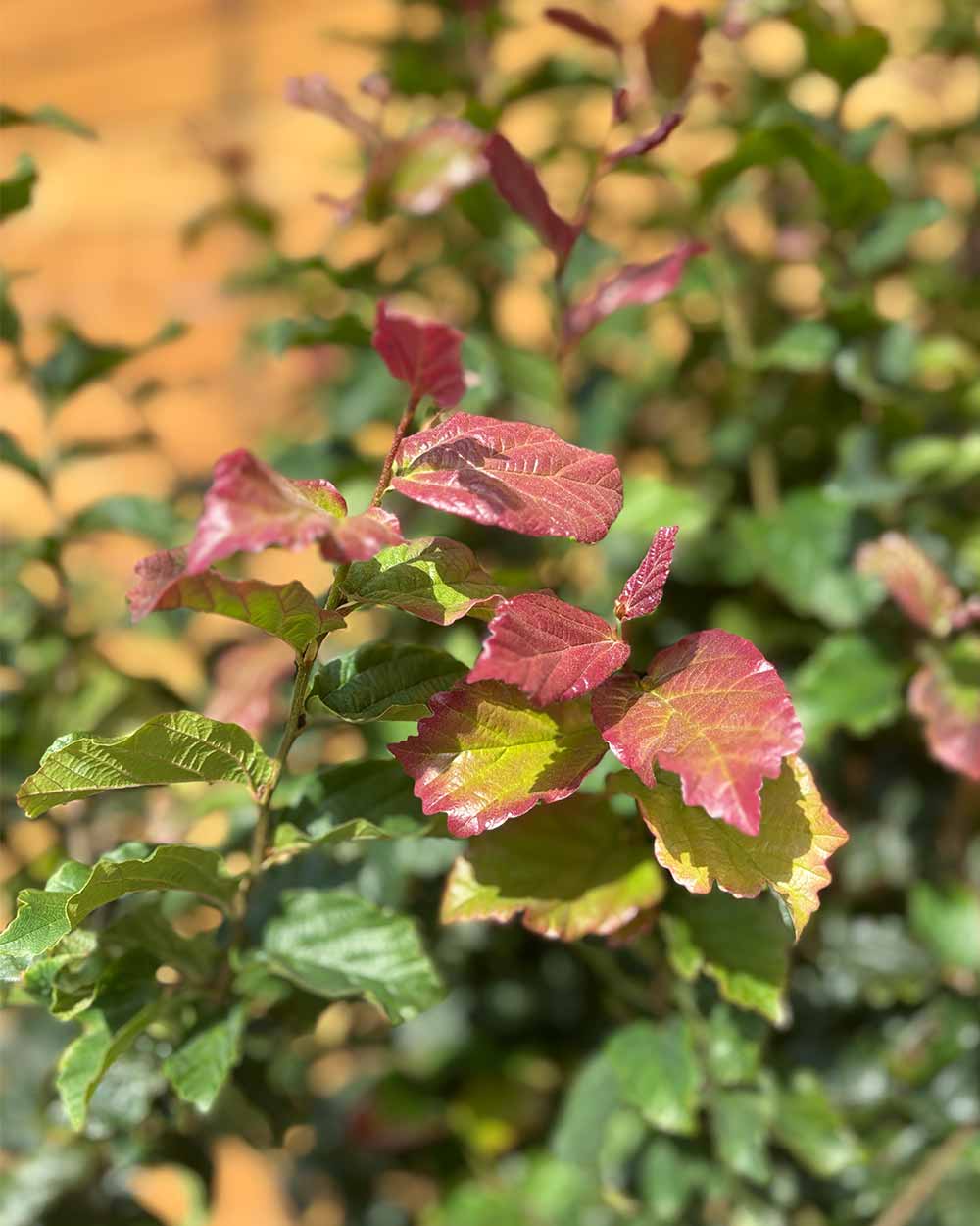 Eisenholzbaum – Parrotia persica ‘Cherry Tips’ (Mehrstämmig)