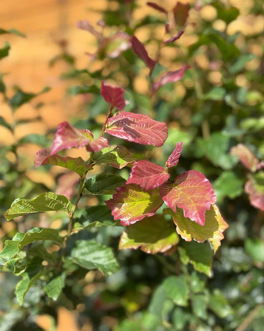 Eisenholzbaum – Parrotia persica ‘Cherry Tips’ (Mehrstämmig)