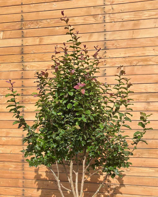 Eisenholzbaum – Parrotia persica ‘Cherry Tips’ (Mehrstämmig)