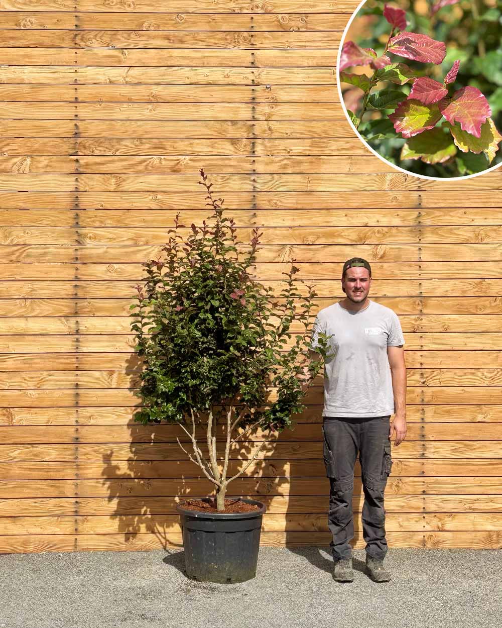 Eisenholzbaum – Parrotia persica ‘Cherry Tips’ (Mehrstämmig)