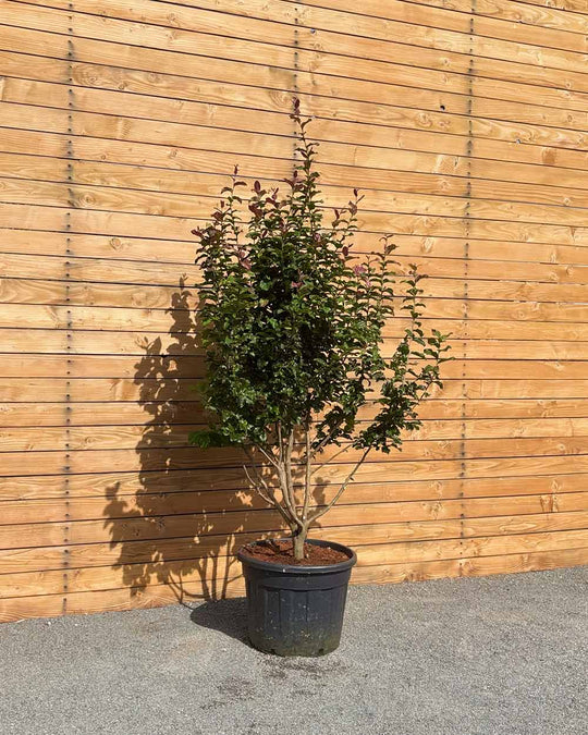 Eisenholzbaum – Parrotia persica ‘Cherry Tips’ (Mehrstämmig)