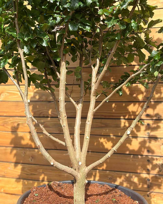 Eisenholzbaum – Parrotia persica ‘Cherry Tips’ (Mehrstämmig)