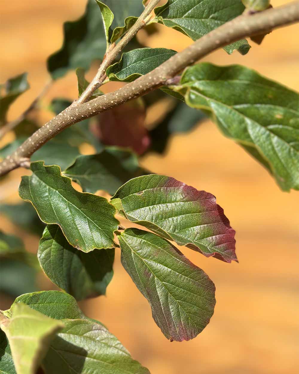 Eisenholzbaum – Parrotia persica ‘Jodrell Bank’ (Mehrstämmig)