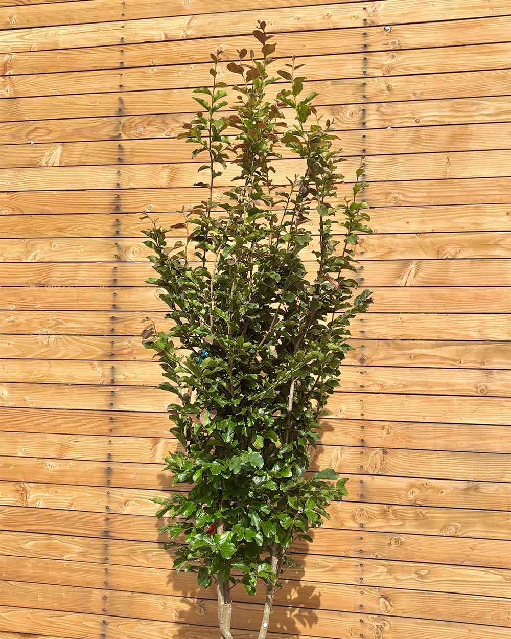 Eisenholzbaum – Parrotia persica ‘Jodrell Bank’ (Mehrstämmig)