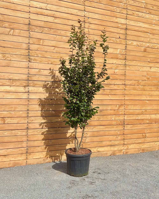 Eisenholzbaum – Parrotia persica ‘Jodrell Bank’ (Mehrstämmig)
