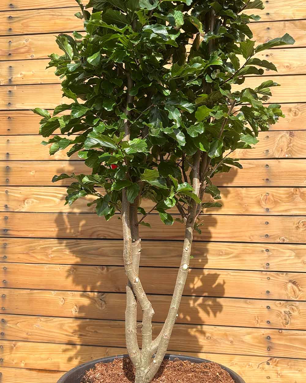 Eisenholzbaum – Parrotia persica ‘Jodrell Bank’ (Mehrstämmig)