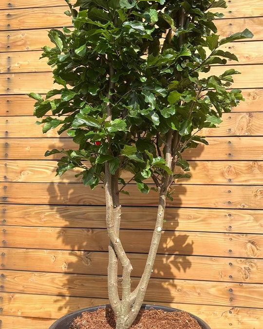 Eisenholzbaum – Parrotia persica ‘Jodrell Bank’ (Mehrstämmig)