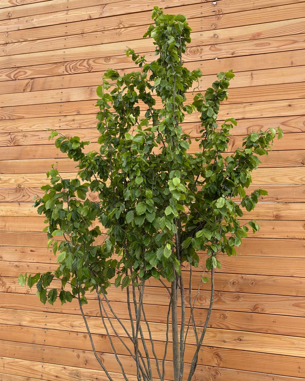 Eisenholzbaum Mehrstämmig