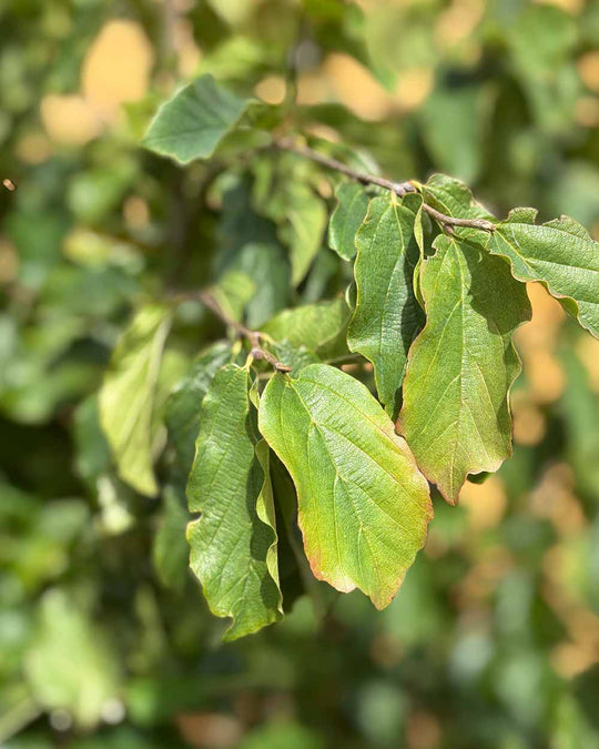 Eisenholzbaum – Parrotia persica (Mehrstämmig) (Pre Sale)