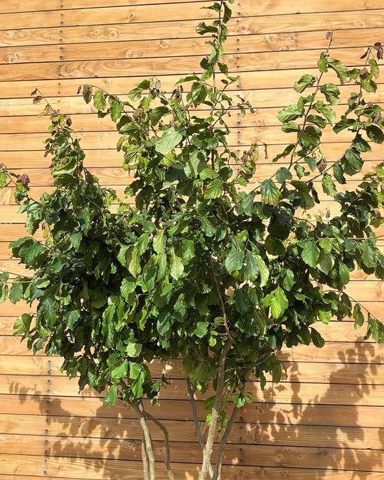 Eisenholzbaum – Parrotia persica (Mehrstämmig) (Pre Sale)