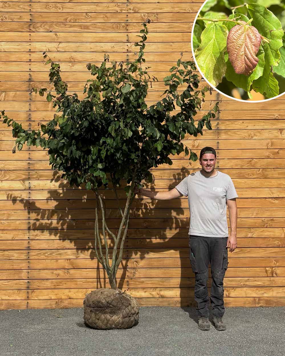Eisenholzbaum – Parrotia persica (Mehrstämmig) (Pre Sale)