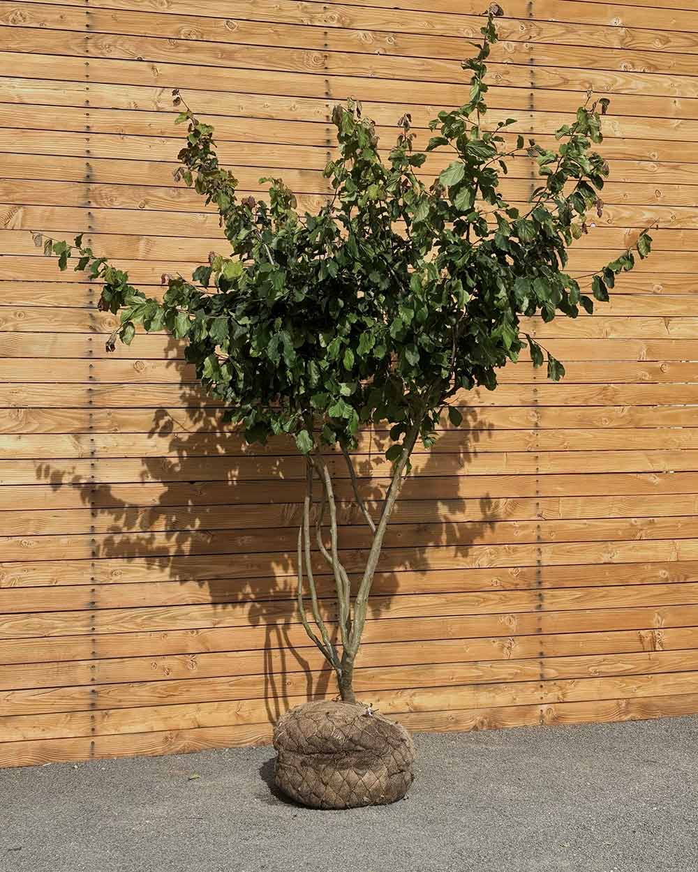 Eisenholzbaum – Parrotia persica (Mehrstämmig) (Pre Sale)