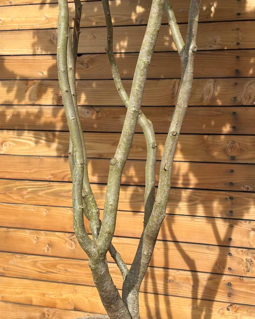 Eisenholzbaum – Parrotia persica (Mehrstämmig) (Pre Sale)