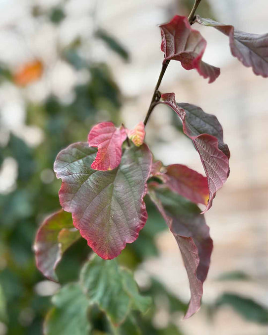 Eisenholzbaum – Parrotia persica (Mehrstämmig, Ballen)