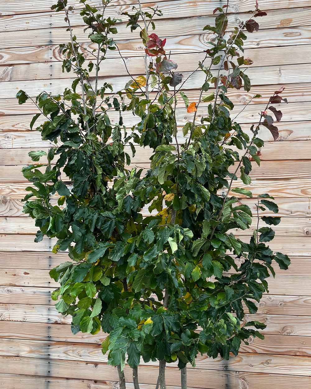 Eisenholzbaum – Parrotia persica (Mehrstämmig, Ballen)