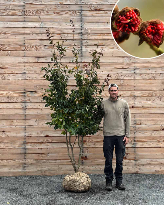 Eisenholzbaum – Parrotia persica (Mehrstämmig, Ballen)