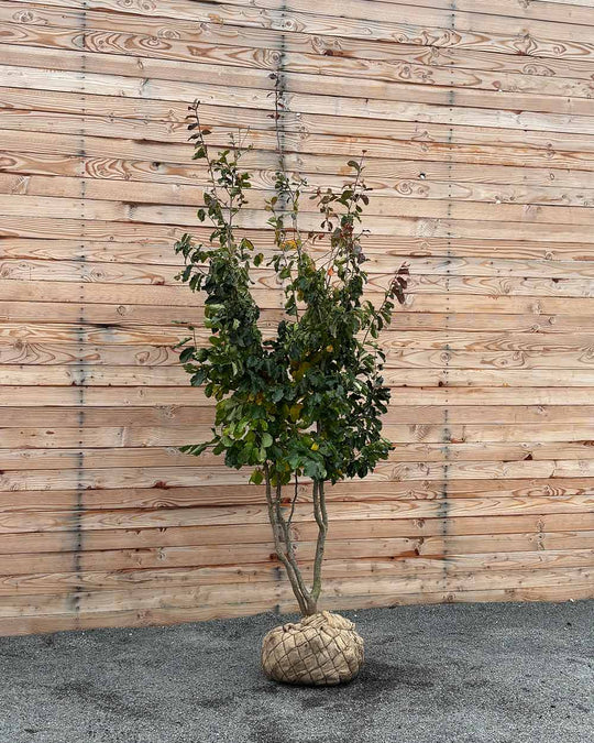 Eisenholzbaum – Parrotia persica (Mehrstämmig, Ballen)