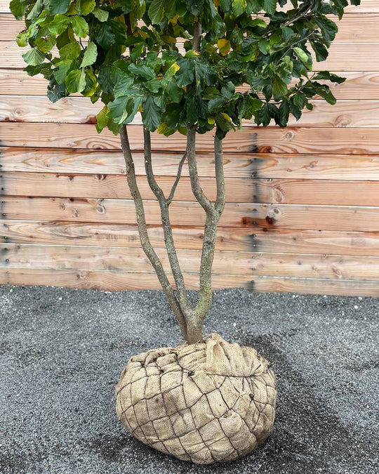 Eisenholzbaum – Parrotia persica (Mehrstämmig, Ballen)