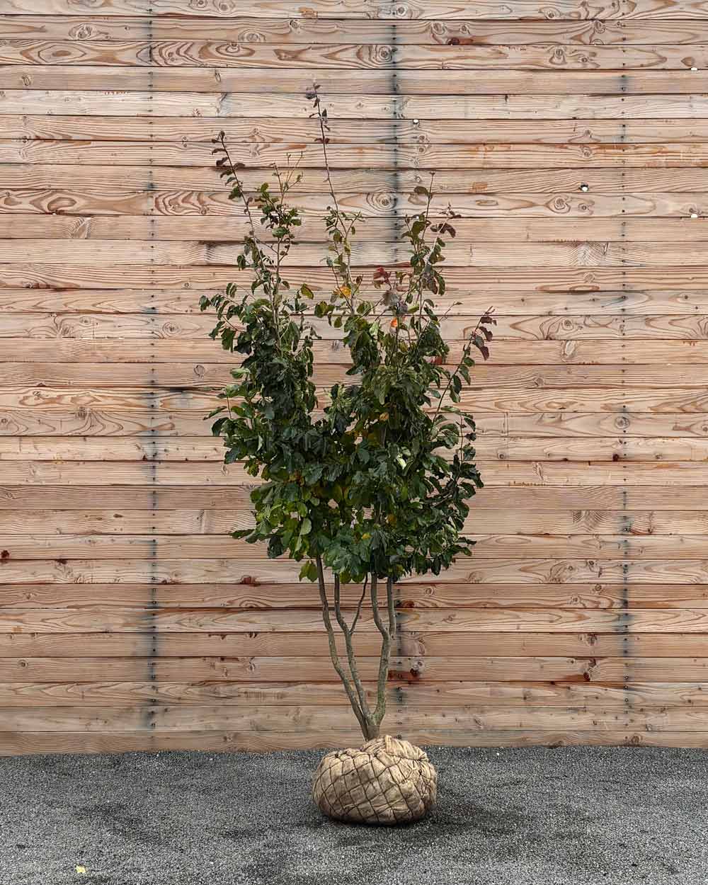 Eisenholzbaum – Parrotia persica (Mehrstämmig, Ballen)