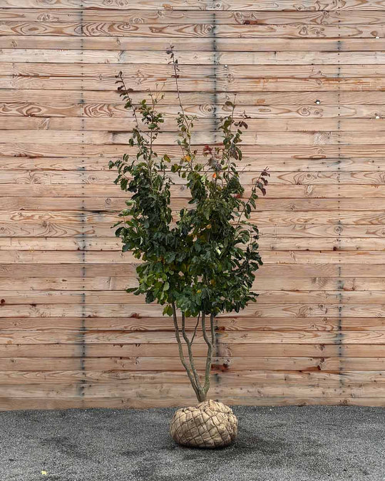 Eisenholzbaum – Parrotia persica (Mehrstämmig, Ballen)