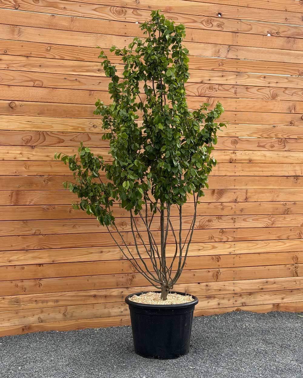 Eisenholzbaum Mehrstämmig