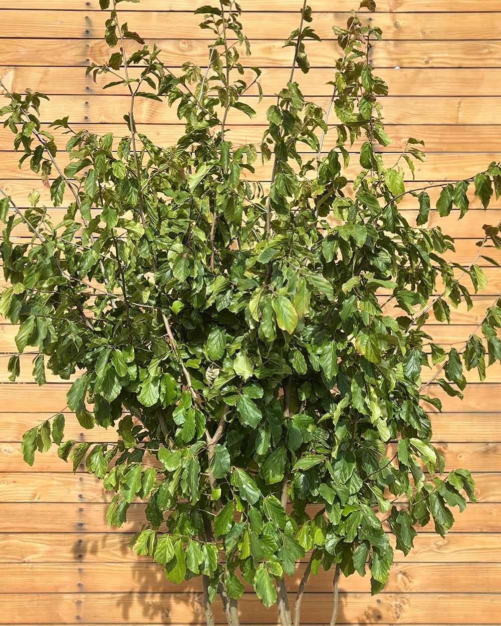 Eisenholzbaum – Parrotia persica (Mehrstämmig) (Pre Sale)