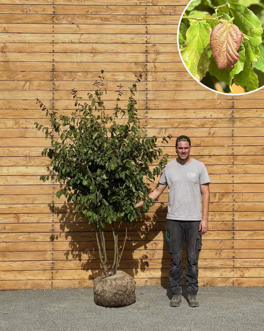 Eisenholzbaum – Parrotia persica (Mehrstämmig) (Pre Sale)