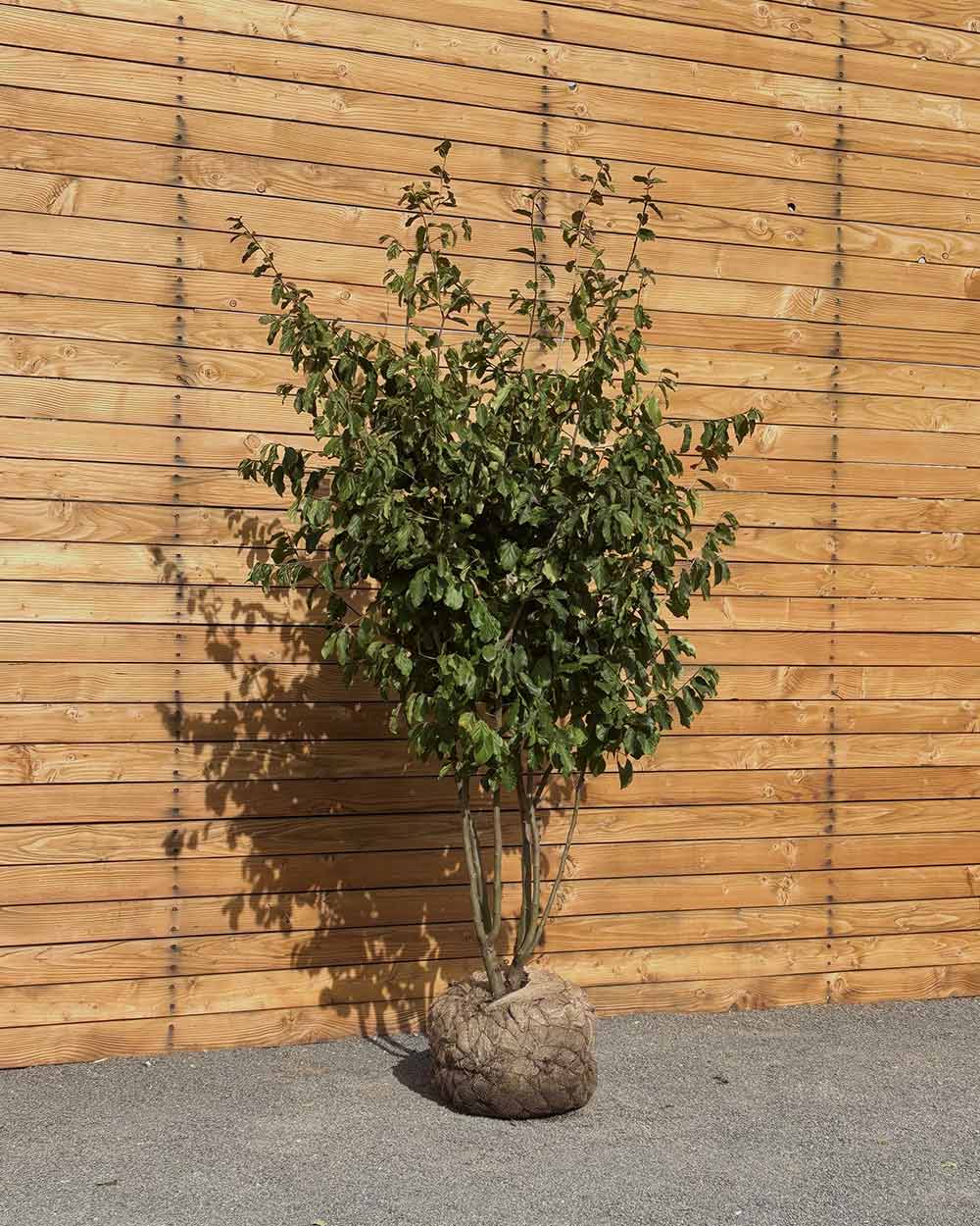 Eisenholzbaum – Parrotia persica (Mehrstämmig) (Pre Sale)