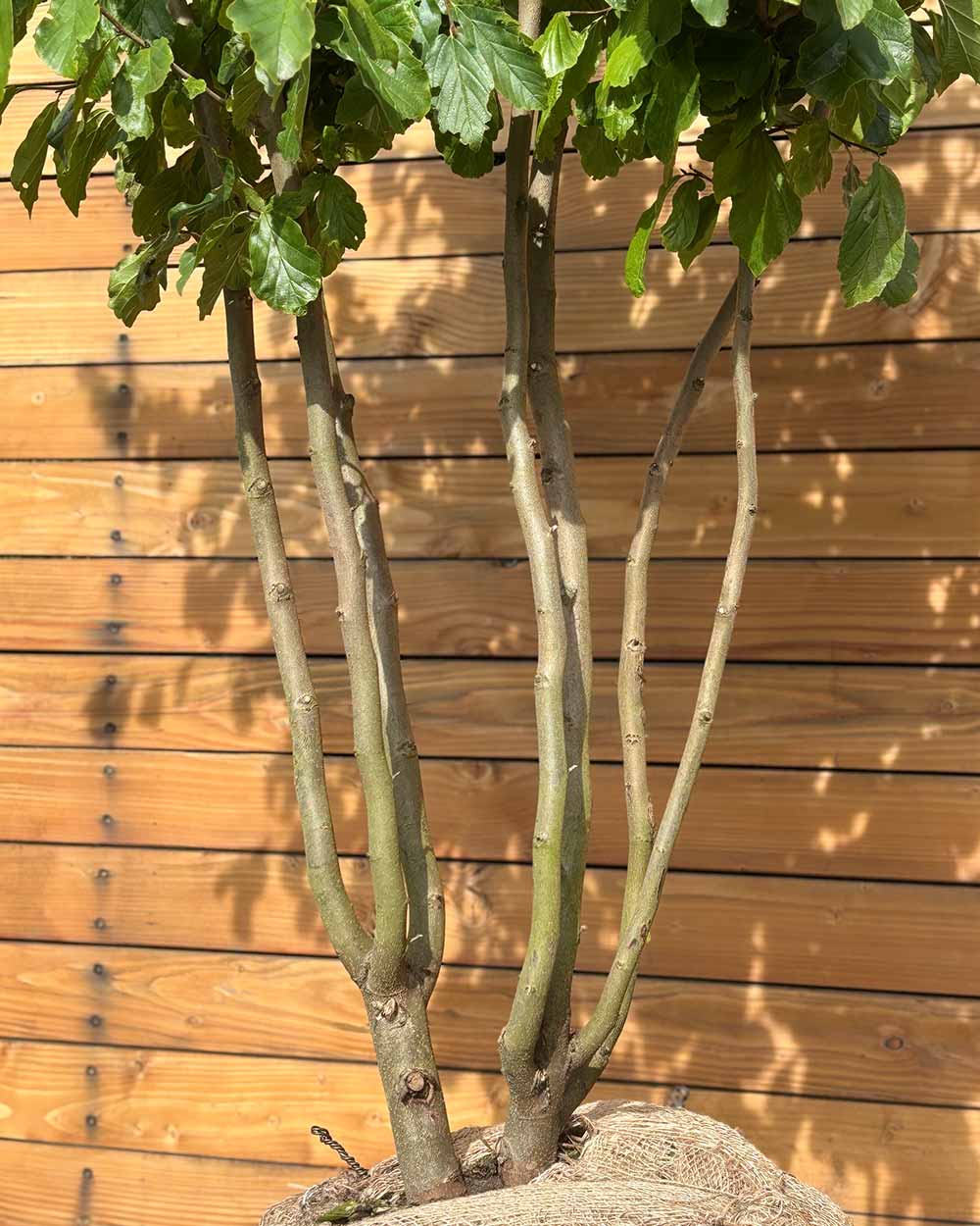 Eisenholzbaum – Parrotia persica (Mehrstämmig) (Pre Sale)