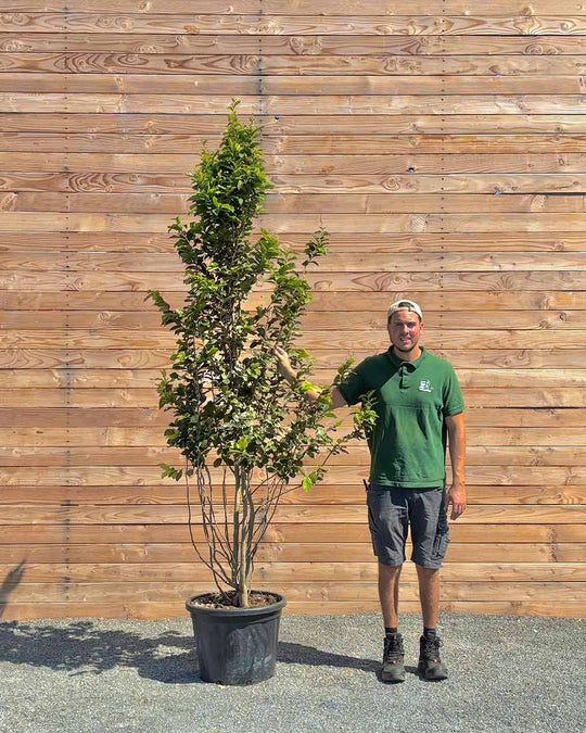 Eisenholzbaum Mehrstämmig