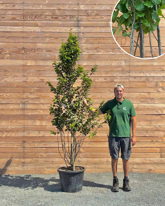 Eisenholzbaum Mehrstämmig