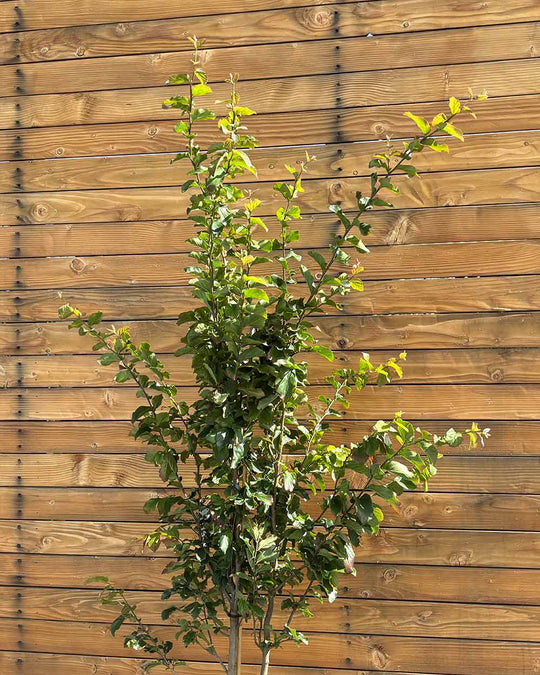 Eisenholzbaum – Parrotia persica ‘Vanessa’ (Mehrstämmig)