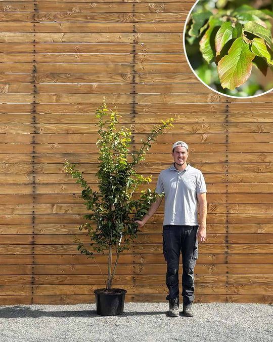 Eisenholzbaum – Parrotia persica ‘Vanessa’ (Mehrstämmig)