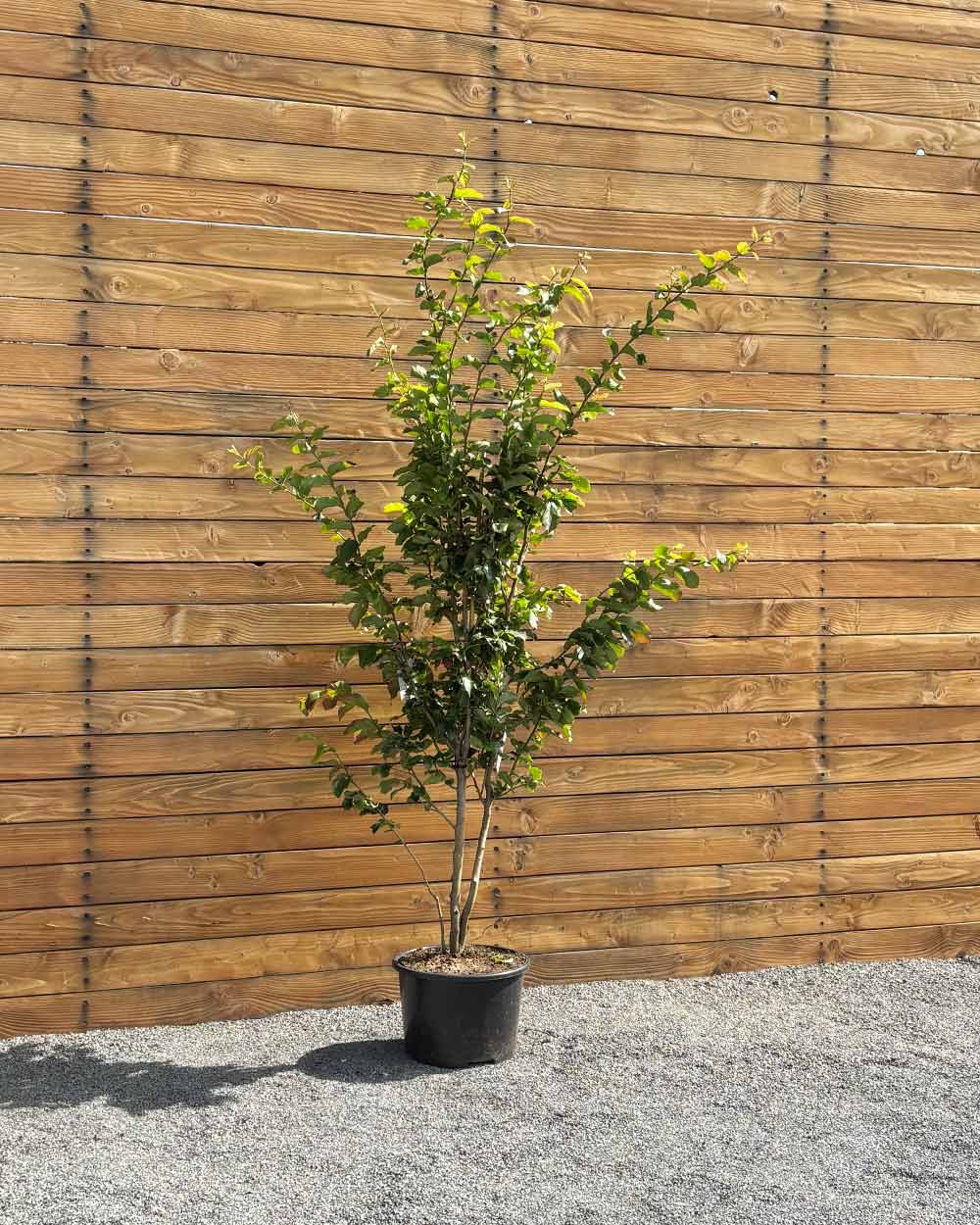 Eisenholzbaum – Parrotia persica ‘Vanessa’ (Mehrstämmig)