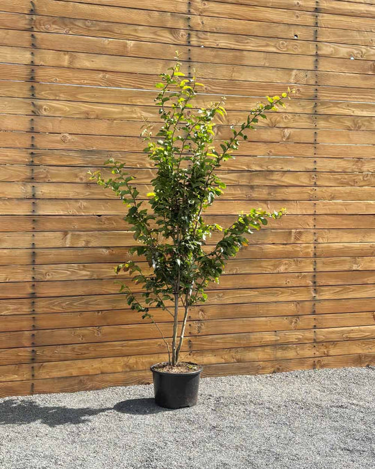 Eisenholzbaum – Parrotia persica ‘Vanessa’ (Mehrstämmig)
