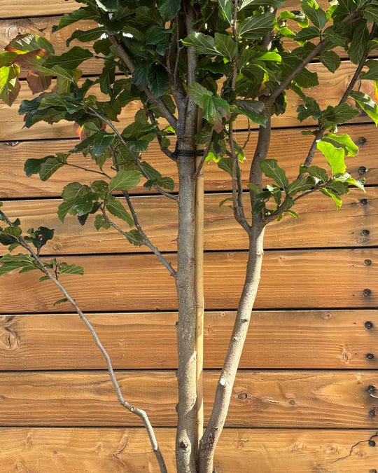 Eisenholzbaum – Parrotia persica ‘Vanessa’ (Mehrstämmig)