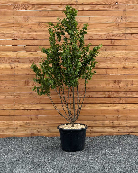 Eisenholzbaum Mehrstämmig
