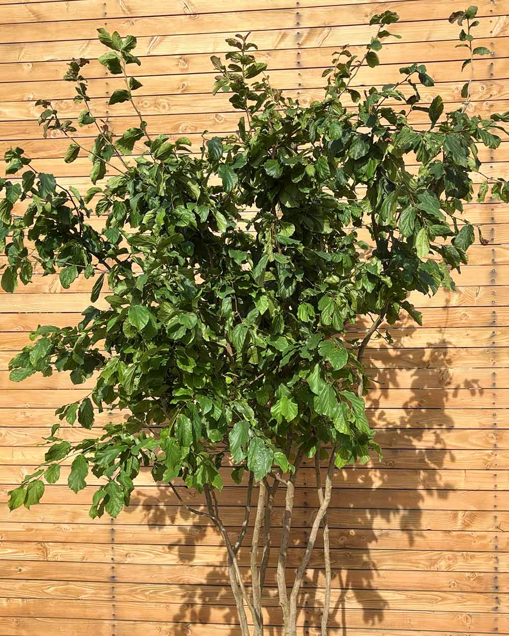Eisenholzbaum – Parrotia persica (Mehrstämmig) (Pre Sale)