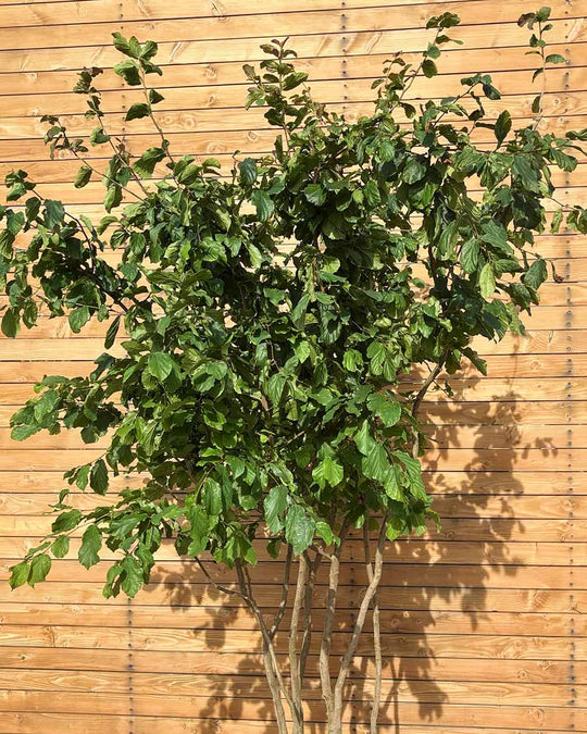 Eisenholzbaum – Parrotia persica (Mehrstämmig) (Pre Sale)