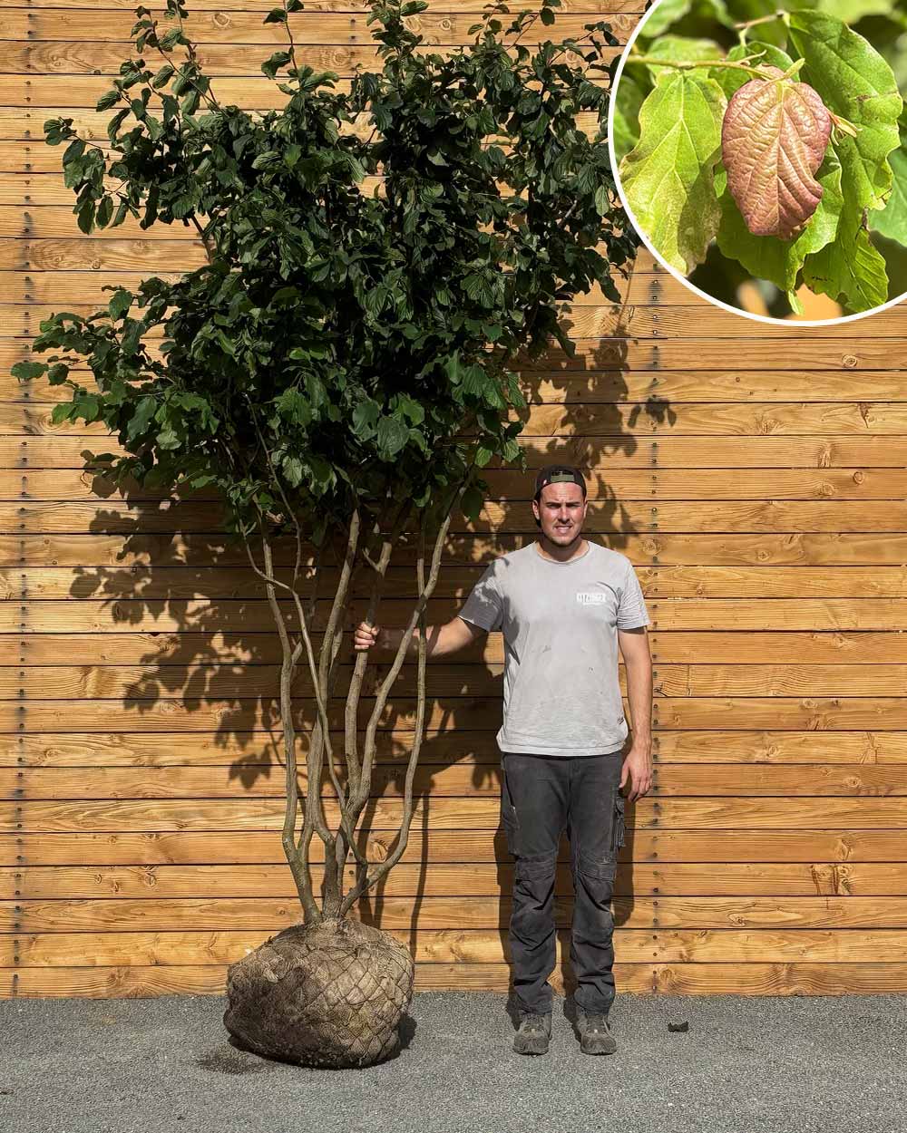 Eisenholzbaum – Parrotia persica (Mehrstämmig) (Pre Sale)