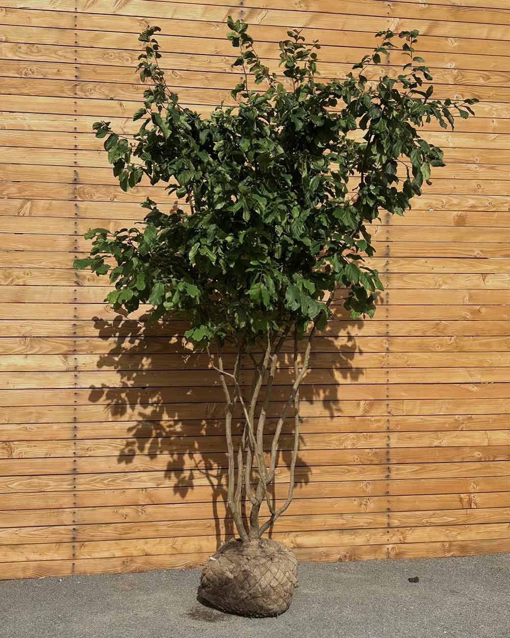 Eisenholzbaum – Parrotia persica (Mehrstämmig) (Pre Sale)