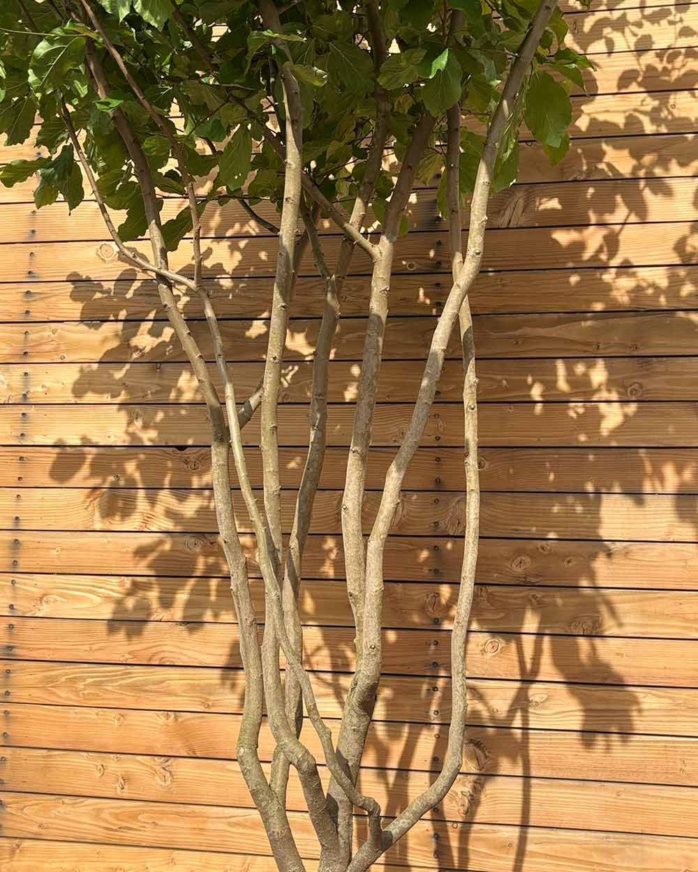 Eisenholzbaum – Parrotia persica (Mehrstämmig) (Pre Sale)