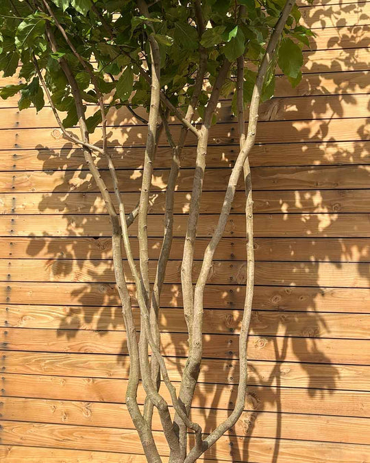 Eisenholzbaum – Parrotia persica (Mehrstämmig) (Pre Sale)