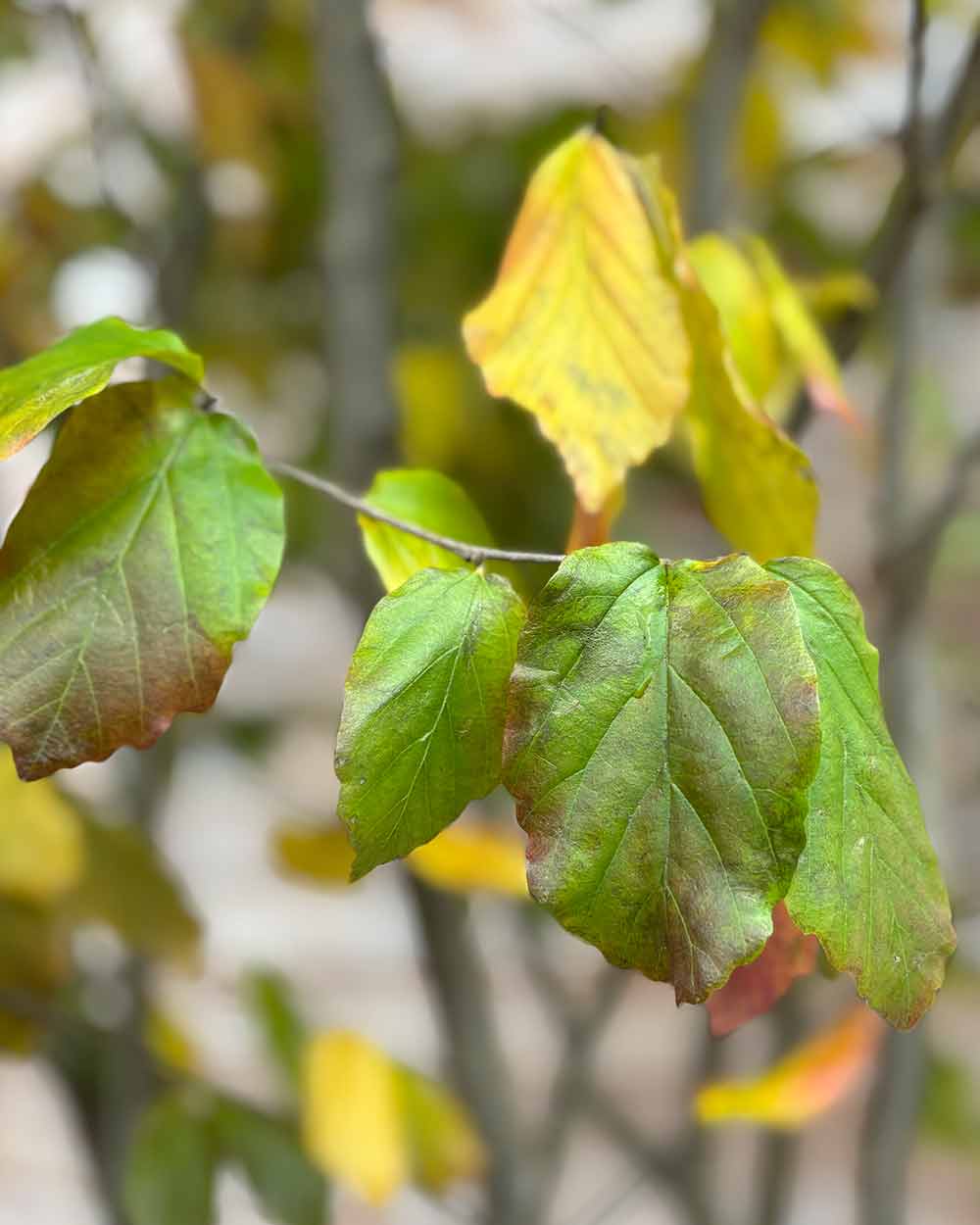 Eisenholzbaum Mehrstämmig XXL