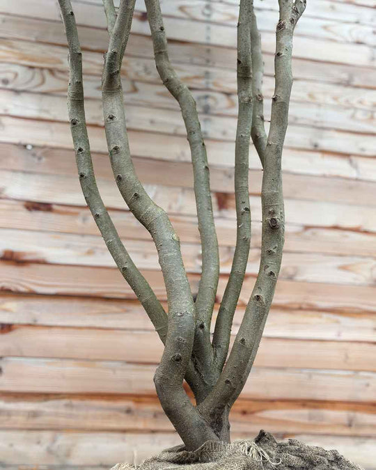 Eisenholzbaum Mehrstämmig XXL